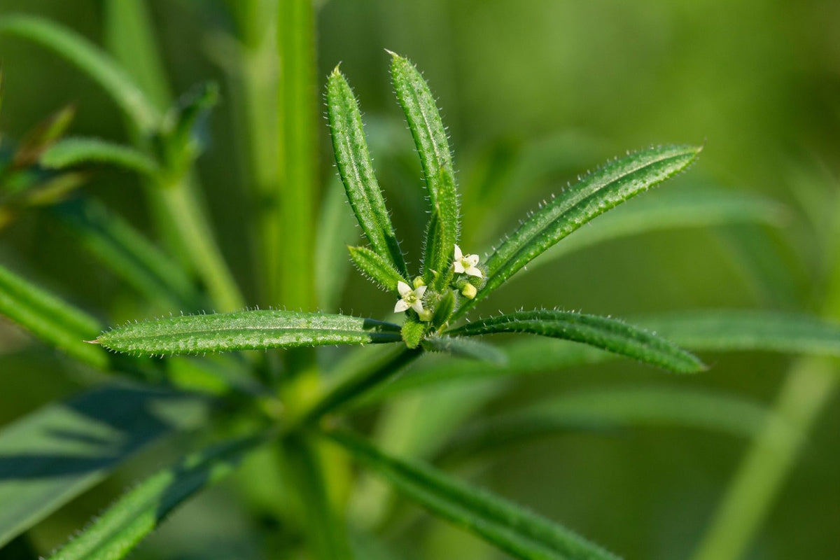 Cleavers