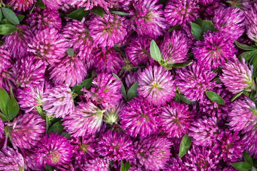 Red Clover Blossom