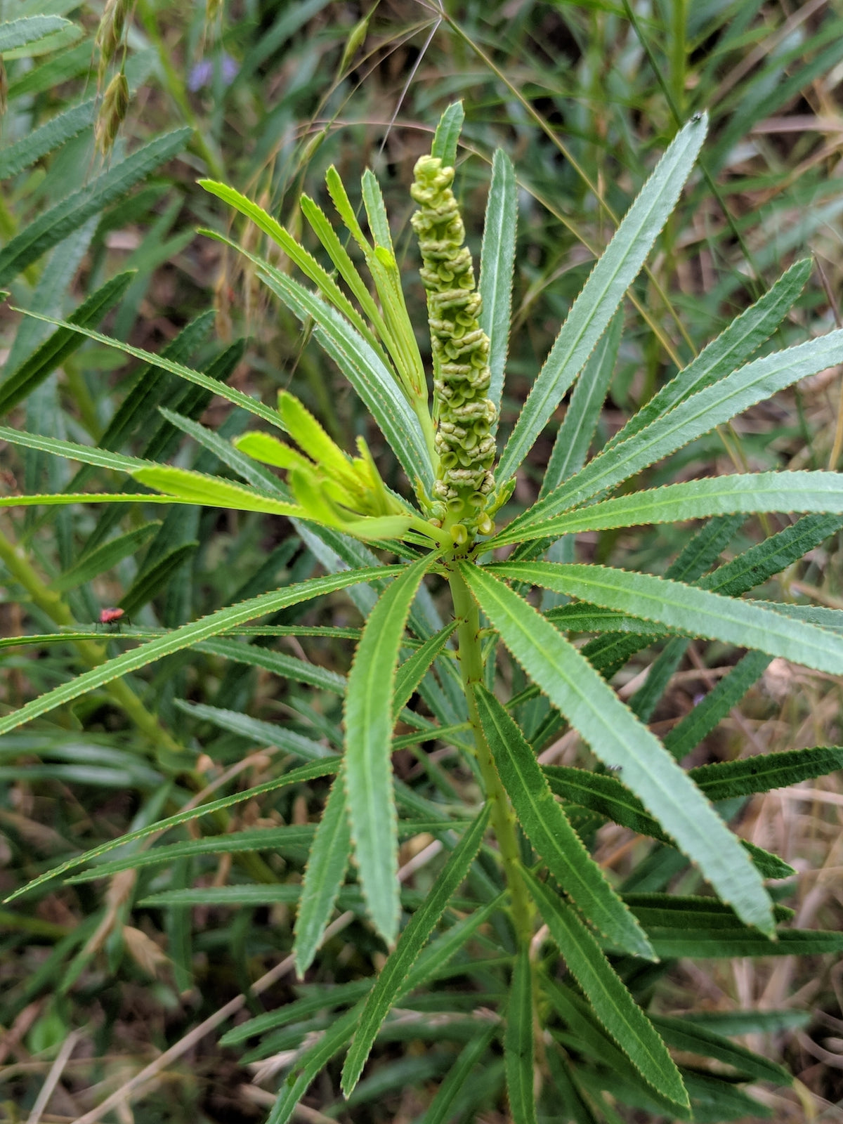 Stillingia Root